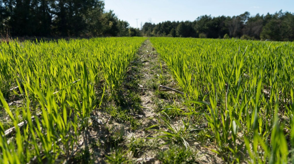 Can’t Cannot Will Not&nbsp;Wont